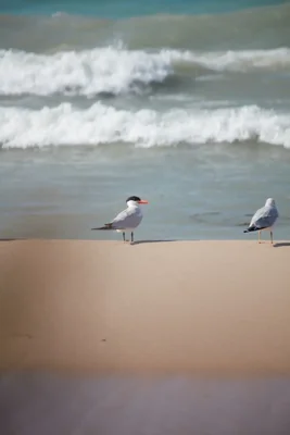 two seabirds standing on sandy beach near waves