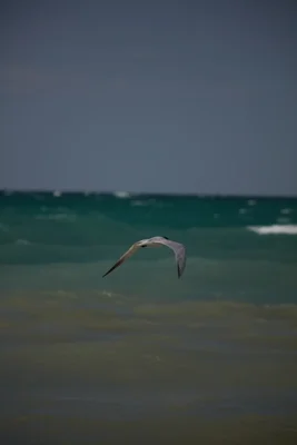 seabird gliding over turquoise ocean waters