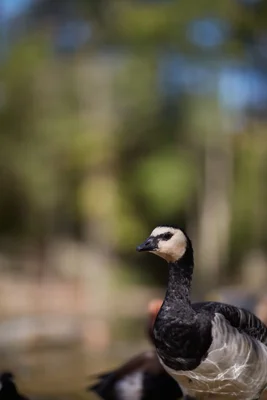 barnacle goose standing in natural outdoor setting
