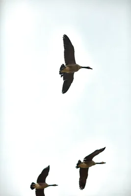 three geese flying against pale sky