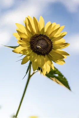 sunflower against blue sky with bee visiting