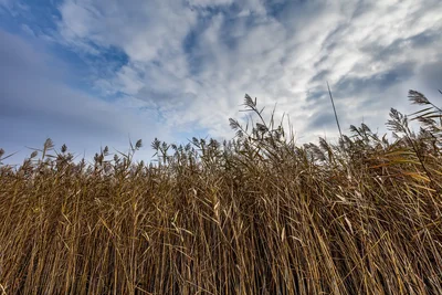 tall reeds swaying beneath dramatic cloudy sky
