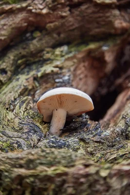 small mushroom growing on mossy tree bark