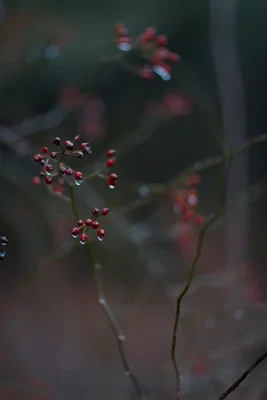 red berries with water droplets on stems