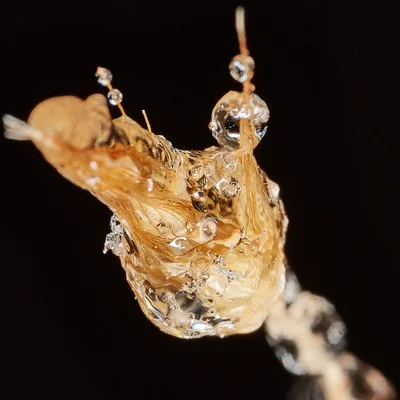 snail with translucent shell on branch