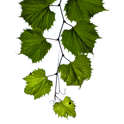 grape leaves