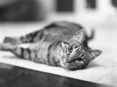 tabby cat lying sideways on carpet
