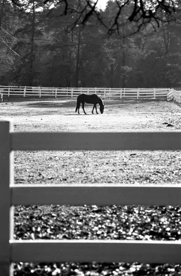 horse grazing in fenced paddock
