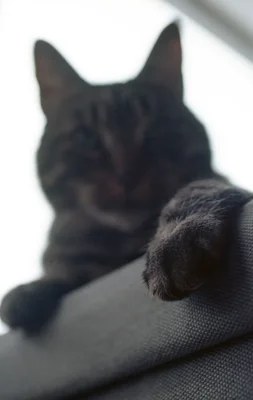 cat's paw resting on dark fabric