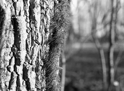 tree bark texture with fuzzy growth