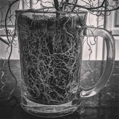root bound plant in glass mug
